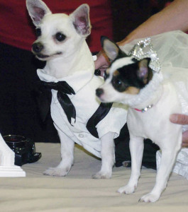 casamento_canino