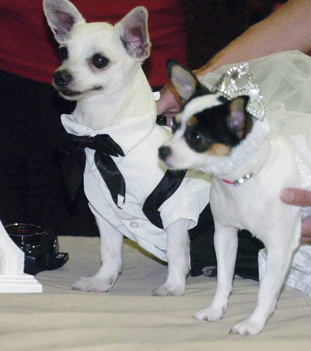 casamento_canino