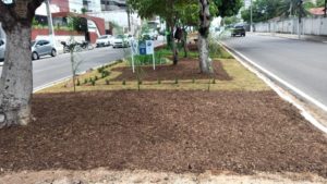 Programa Natal Mais Verde - foto Semsur PMN